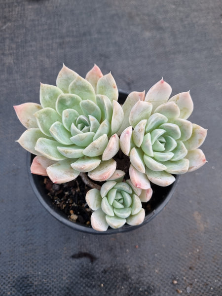 *GLGhybrid(2-306) Echeveria Elegans 'Alba' hybrid 白月影杂