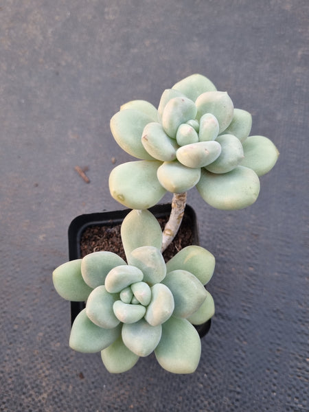 *GLGhybrid(1-874) Pachyveria Elaine hybrid 香水杂
