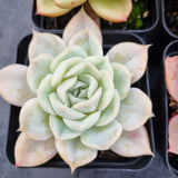 *GLGhybrid(1-504) Special hybrid pack of 4