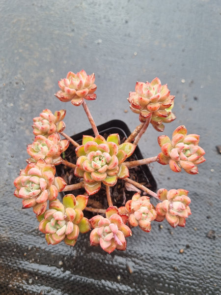 *GLGhybrid(1-1452) Sedum Perezdelarosae hybrid 焦糖精灵杂