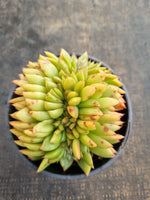 *GLGhybrid(2-236) Echeveria Agavoides hybrid crested 东云杂缀化