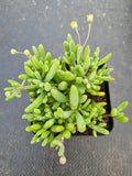 Othonna Capensis ‘Little Pickles’ 黄花新月