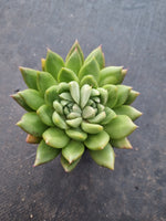 *GLGhybrid(1-1012) Echeveria Agavoides hybrid 冬云杂