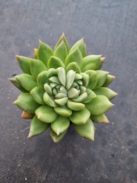 *GLGhybrid(1-1012) Echeveria Agavoides hybrid 冬云杂