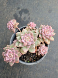 11cm pot Echeveria Frosty Bloom cluster 霜花群