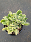 Cotelydon Tomentosa variegated - white form 白熊