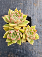 *GLGhybrid(1-620) Echeveria Agavoides hybrid 冬云杂