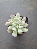 Echeveria New Irish Mint 新爱尔兰薄荷