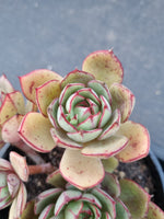 *GLGhybrid(2-343)  Echeveria Nodulosa hybrid 红司杂