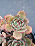 *GLGhybrid(2-343)  Echeveria Nodulosa hybrid 红司杂