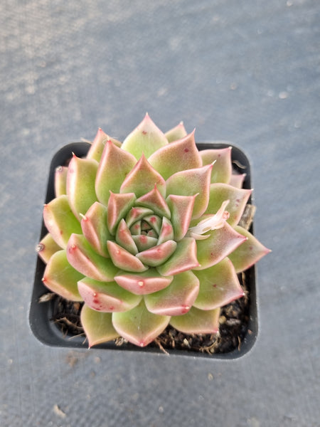 *GLGhybrid(1-1396) Echeveria Gilo hybrid 财路杂