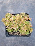 Rosularia Platyphylla 小野玫瑰