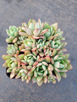 *GLGhybrid(1-1223) Echeveria Ballsii Hybrid 灰姑娘杂