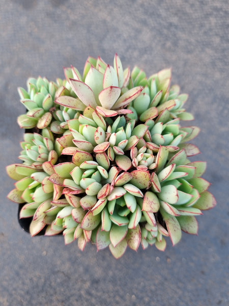 *GLGhybrid(1-1223) Echeveria Ballsii Hybrid 灰姑娘杂