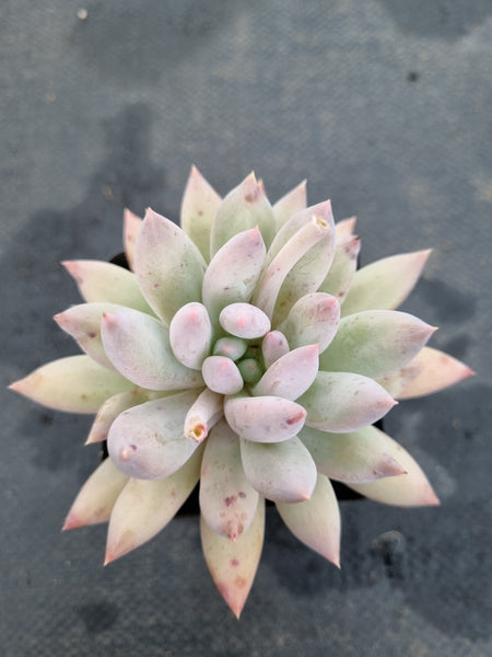 *GLGhybrid(1-1194) Echeveria Gilo x Pachyphytum Baby Finger 财路杂婴儿手指
