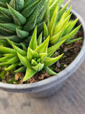 Haworthia variegated No ID