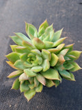 *GLGhybrid(1-380) Echeveria Agavoides hybrid 东云杂