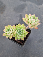 *GLGhybrid(1-1179) Echeveria Ballsii Hybrid 灰姑娘杂