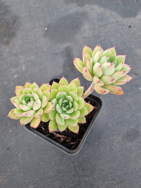 *GLGhybrid(1-1179) Echeveria Ballsii Hybrid 灰姑娘杂