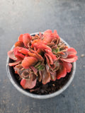 11cm pot Echeveria Pappy's Rose