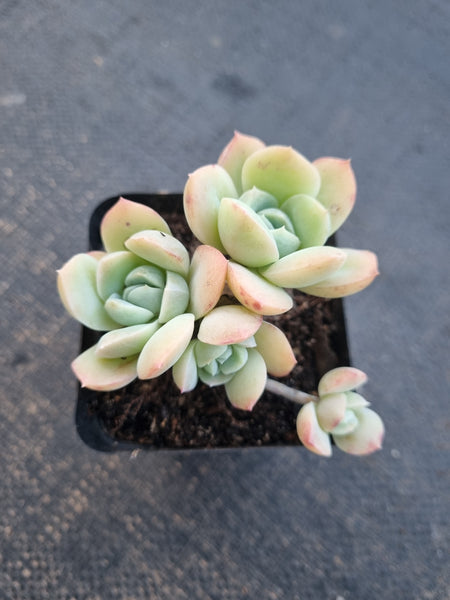 *GLGhybrid(1-779) Echeveria Elegans 'Alba' hybrid 白月影杂