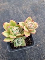 *GLGhybrid(1-379) Echeveria Agavoides hybrid 冬云杂