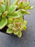*GLGhybrid(1-590) Echeveria Ballsii Hybrid 灰姑娘杂