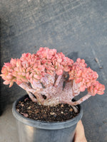 Echeveria Briar Rose crested 布莱恩玫瑰缀化