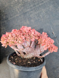 Echeveria Briar Rose crested 布莱恩玫瑰缀化
