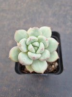 *GLGhybrid(1-1106) Pachyveria Elaine hybrid (small)香水杂