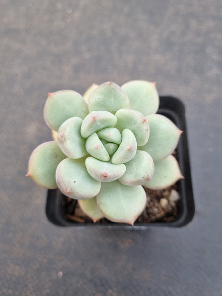 *GLGhybrid(1-1106) Pachyveria Elaine hybrid (small)香水杂