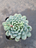 Echeveria setosa var. deminuta x lilacina 姬小光