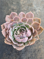 *GLGhybrid(2-221) Echeveria shaviana hime hybrid 沙维娜杂