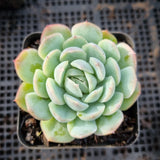 Echeveria Japanese Raspberry Ice 日本冰莓