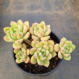 *GLGhybrid(2-4) Pachyveria Elaine X Ballsii 香水杂灰姑娘