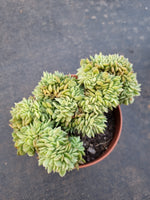 *GLGhybrid(2-349) Echeveria Agavoides hybrid Crested 冬云杂缀化