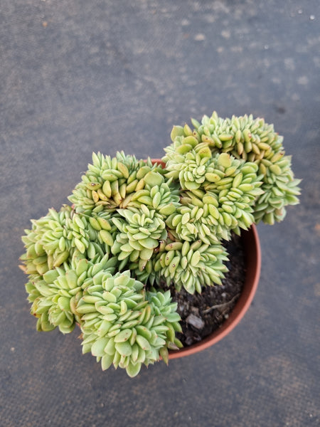 *GLGhybrid(2-349) Echeveria Agavoides hybrid Crested 冬云杂缀化