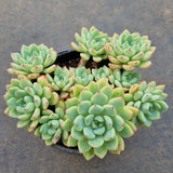 *GLGhybrid(2-93) Echeveria Sierra hybrid 爱斯诺杂