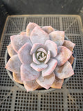 11cm pot Graptopetalum Superbum x Laui 华雪/Graptoveria pink laui 粉雪莲