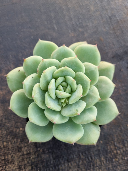 *GLGhybrid(1-666) Pachyveria Elaine hybrid 香水杂