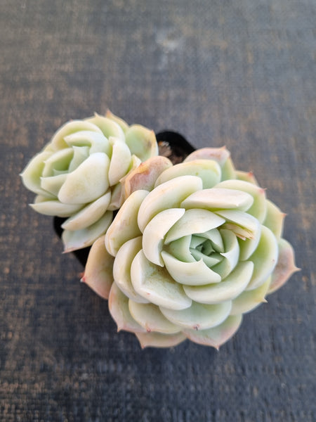 *GLGhybrid(1-1246) Echeveria Mexican Snowball hybrid 墨西哥雪球杂