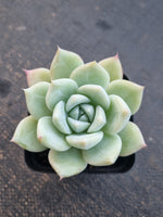 *GLGhybrid(1-780) Echeveria Mexican Giant hybrid  巨人杂