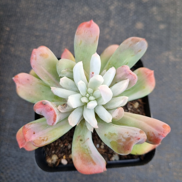 Echeveria sp. (New Irish Mint) variegated 新爱尔兰薄荷锦