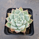 GLGhybrid - Echeveria hyalina X Echeveria Tolimanensis 海琳娜杂杜里万