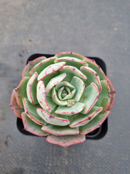 *GLGhybrid(1-1137) Echeveria Reglensis hybrid 红颜杂
