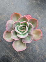 *GLGhybrid(1-757) Echeveria hybird