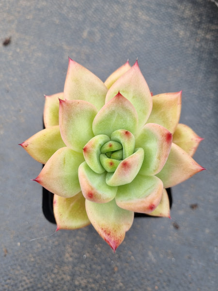 *GLGhybrid(1-1550) Echeveria Champaign hybrid 香槟杂
