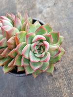 *GLGhybrid(2-196) Echeveria 'Puli-lindsayana' hybrid 宝丽安娜杂
