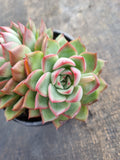 *GLGhybrid(2-196) Echeveria 'Puli-lindsayana' hybrid 宝丽安娜杂