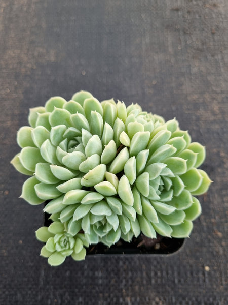 *GLGhybrid(1-689) Graptopetalum Mendozae hybrid 丸姬杂